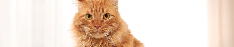 Geneesmiddelen voor katten BENU Médicaments pour chats