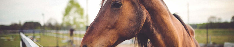 Verzorging van de vacht en huid Paarden BENU Soins pelage et soin de la peau pour Chevaux